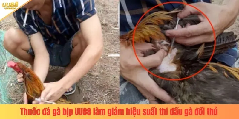 Thuốc đá gà bịp UU88 làm giảm hiệu suất thi đấu gà đối thủ